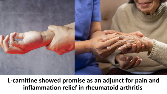 L-carnitine showed promise as an adjunct for pain and inflammation relief in rheumatoid arthritis