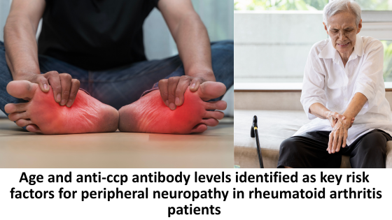 Age and anti-ccp antibody levels identified as key risk factors for peripheral neuropathy in rheumatoid arthritis patients